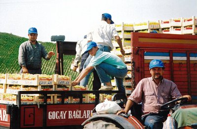 Gocay Bağları