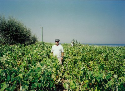 Gocay Bağları